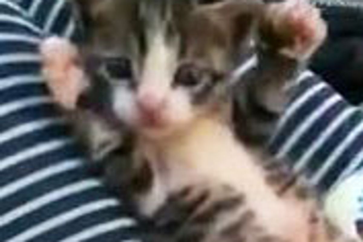 Stretchy Stripey Kitty