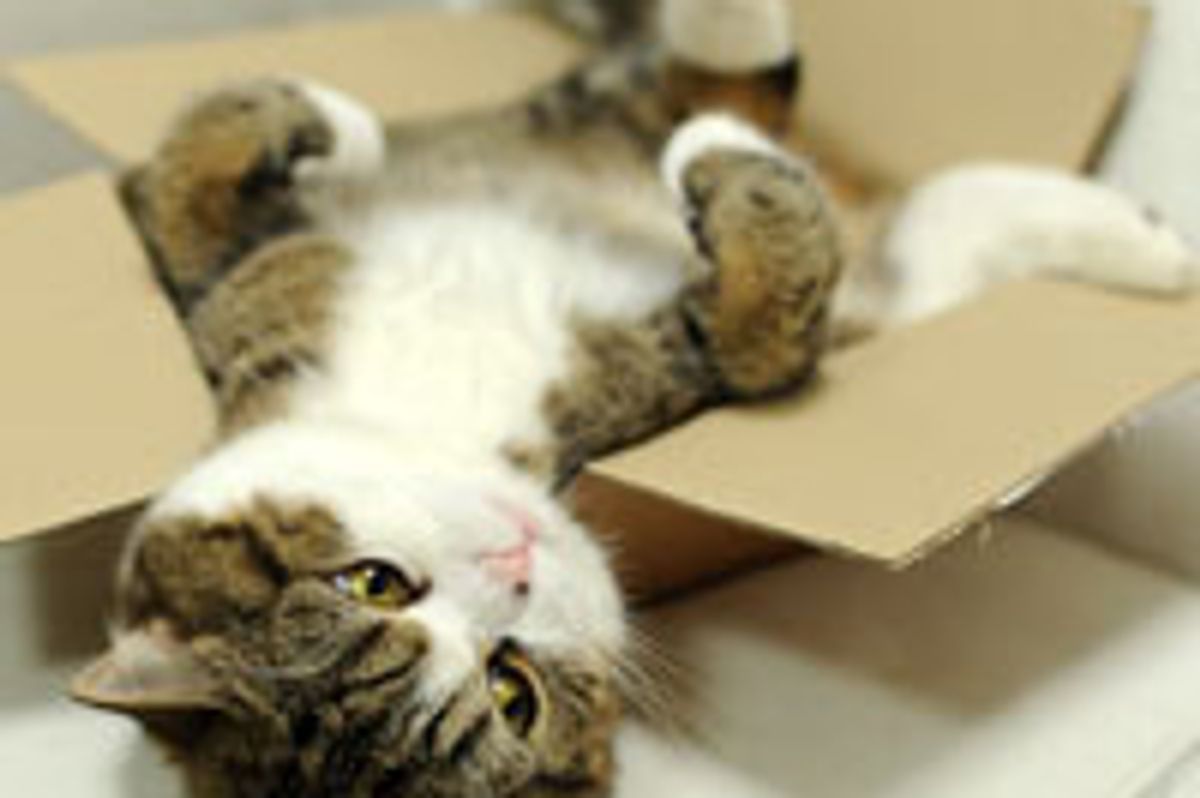 Maru Loves Boxes, Even Broken Ones