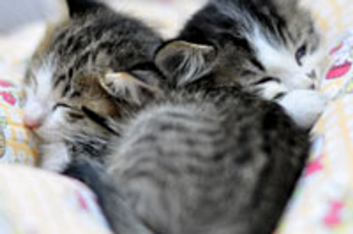 Two Snuggly Cuddly Ex-feral Kittens