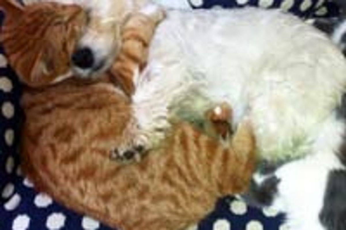 Kitty and Doggie Have a Cuddle