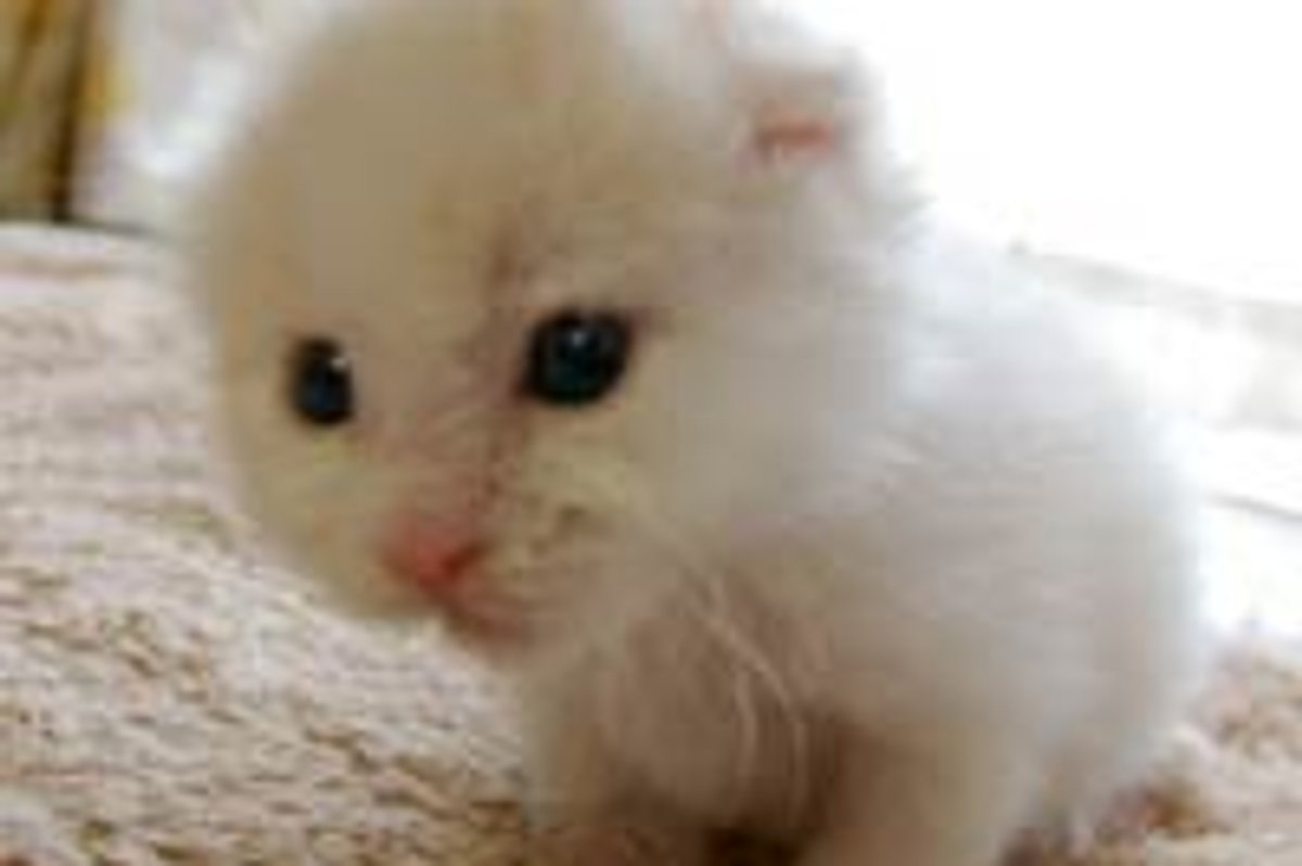 Kitty Falling Asleep