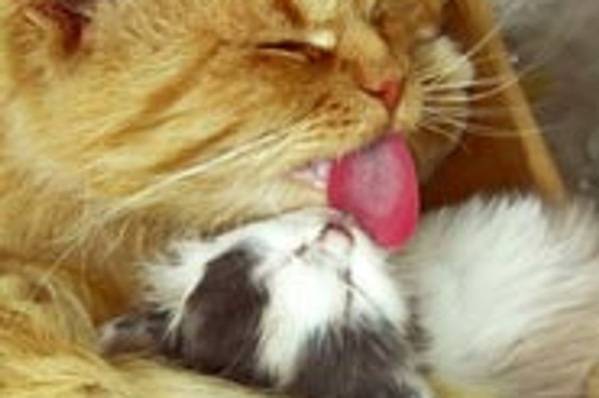 Love Between Cat Mama and Tiny Kitten