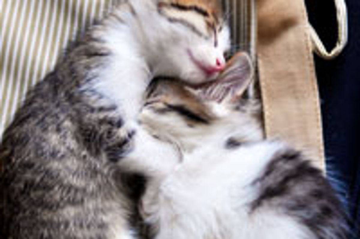 The Cuddly Snuggly Kitties