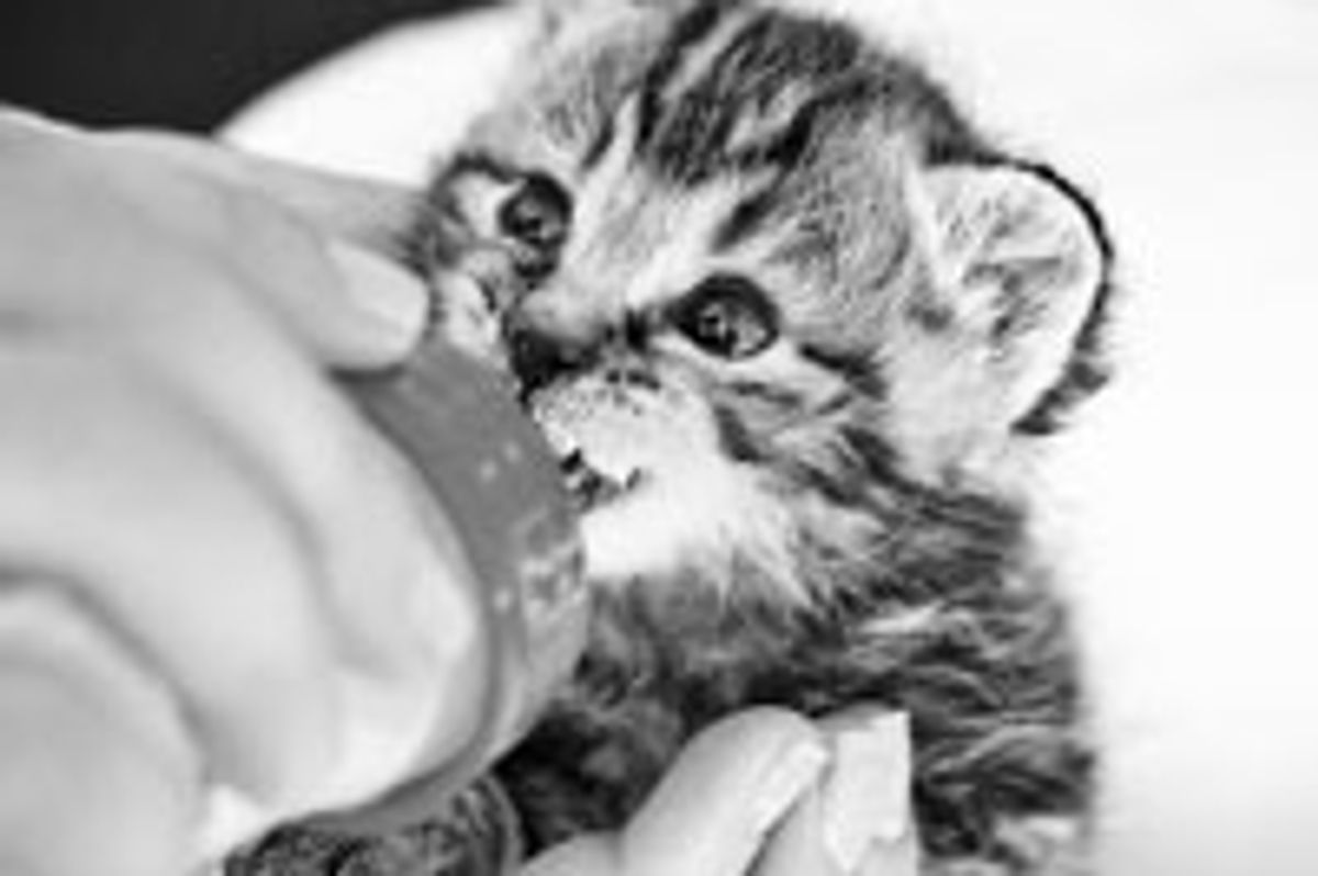 Tabby Kitty Loves His Bottle and the New Home