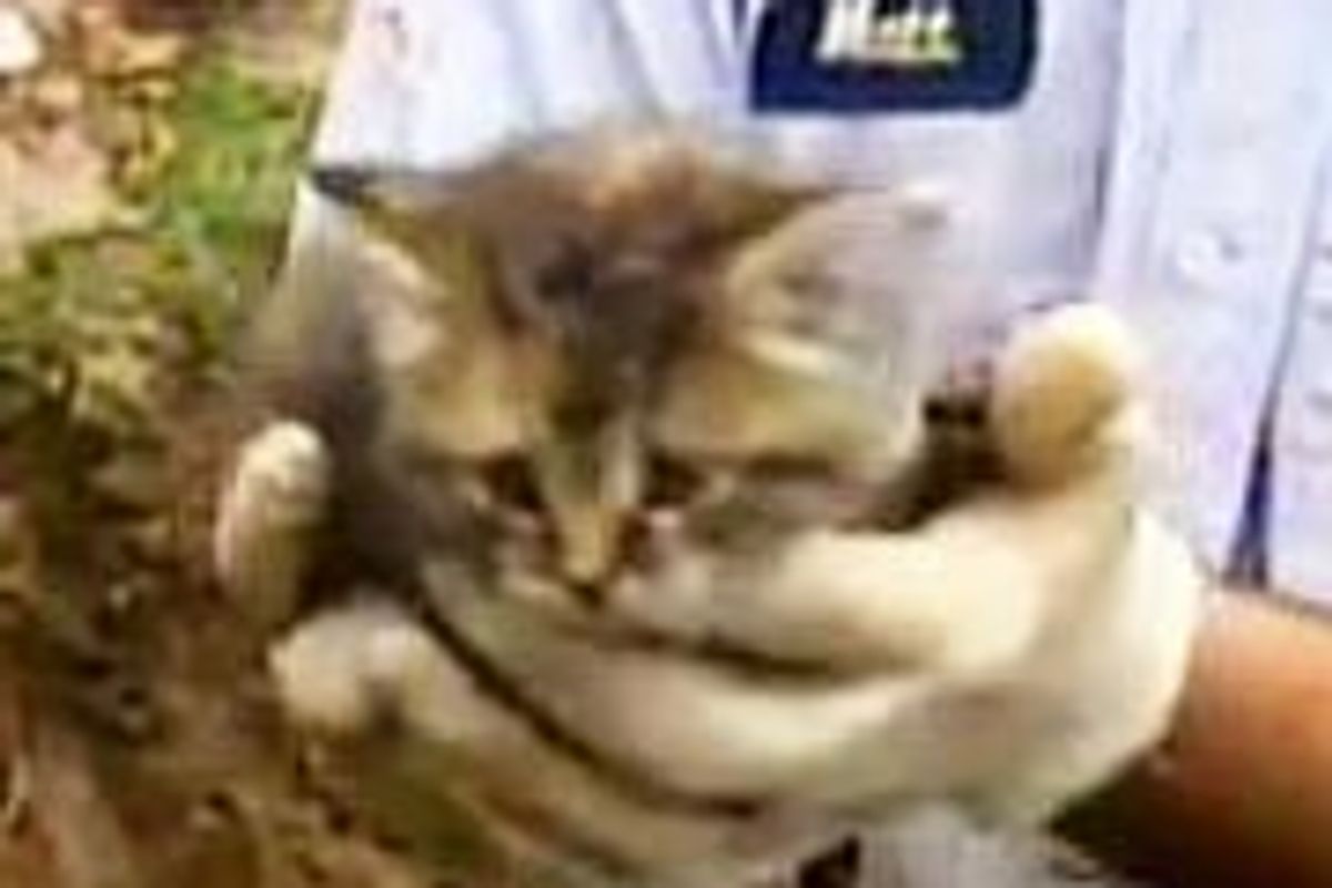 Cute Kitten Rescue Caught on Camera
