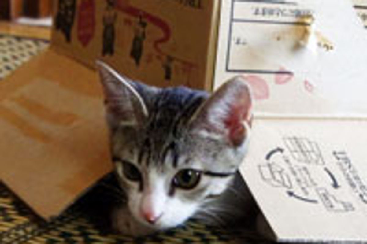 Cute Kitty Playing Under Box