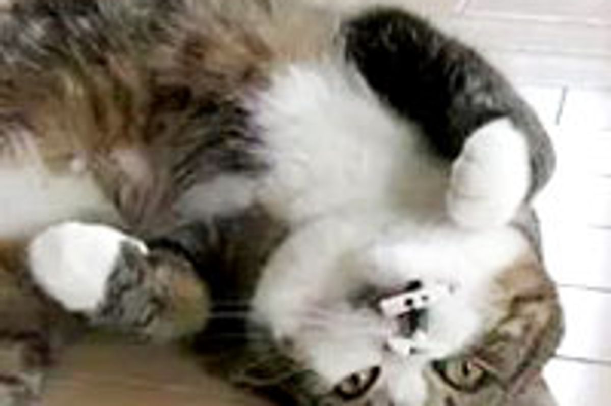 Maru Meows and Sleeps with Toy in His Mouth