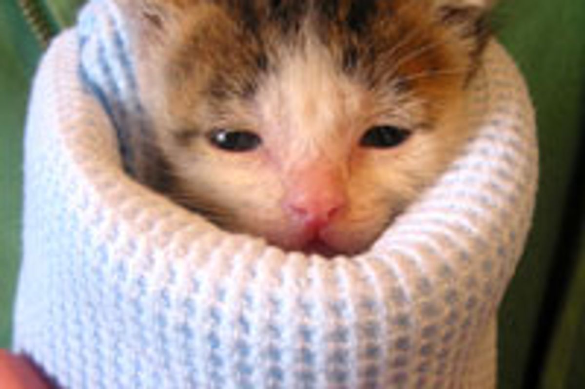 Tiny Foster Kitten Burrito