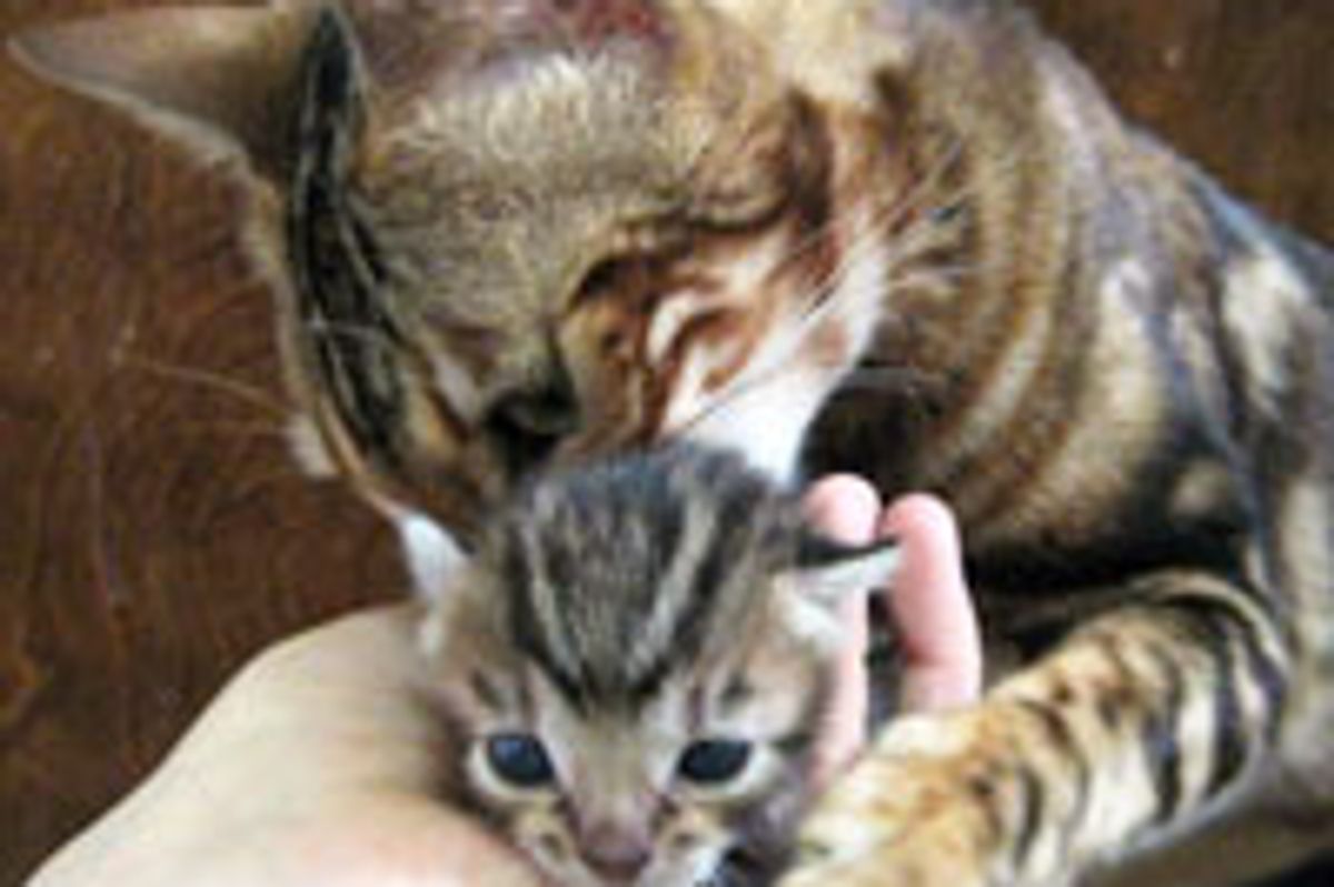 Dedicated Cat Mama