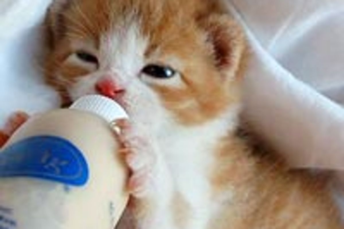 Little Orphan Kitten Found His Way to a Home