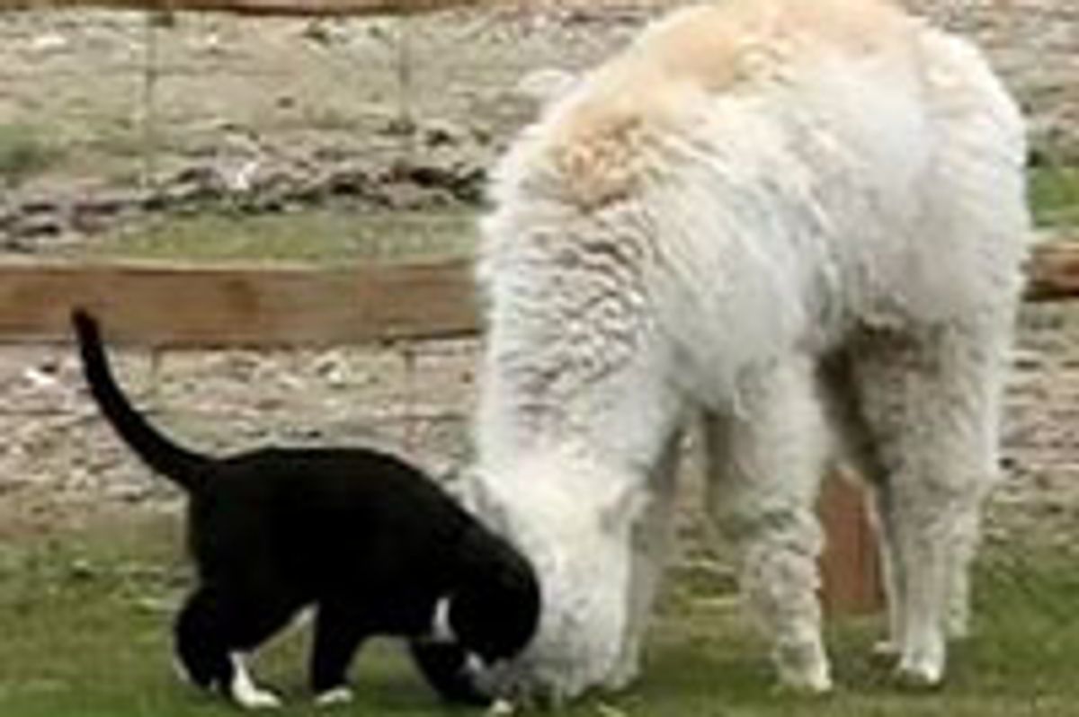 Kitty Loves Alpaca