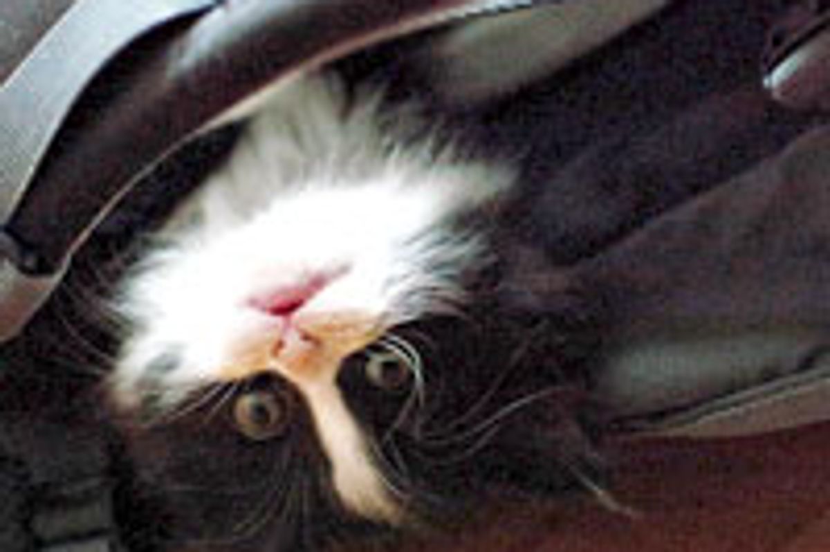 Little Backpack Tuxedo Kitty
