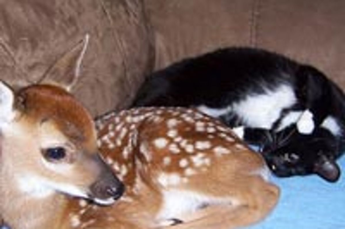 Cat and Deer, Best of Friends