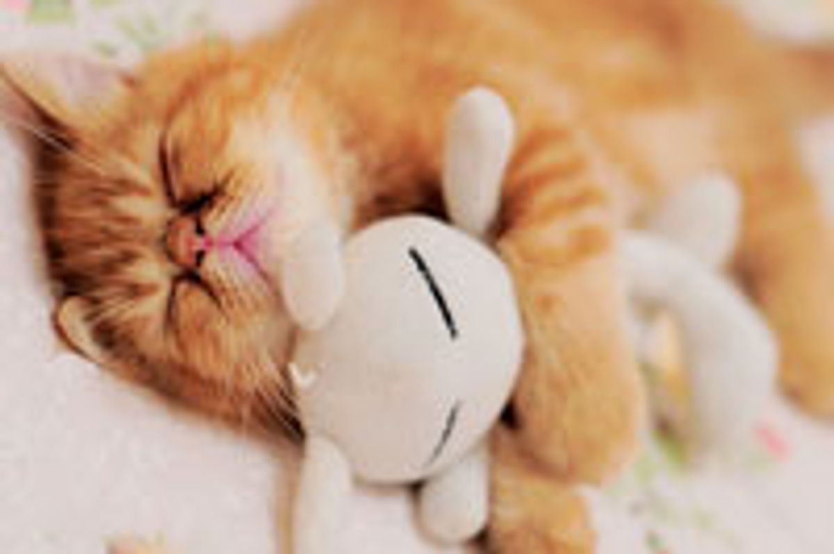 Sleepy Garfield Look Alike