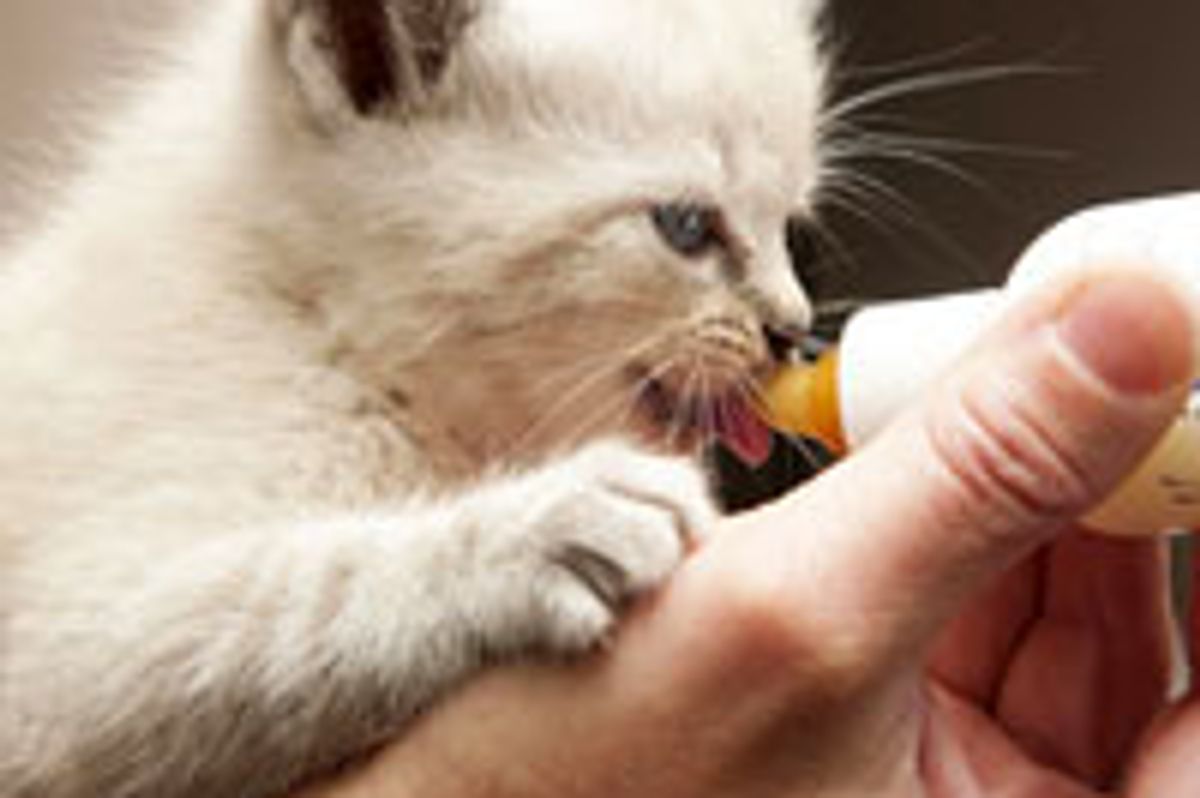 Rescue Kitten Gets Bottle from Soldier