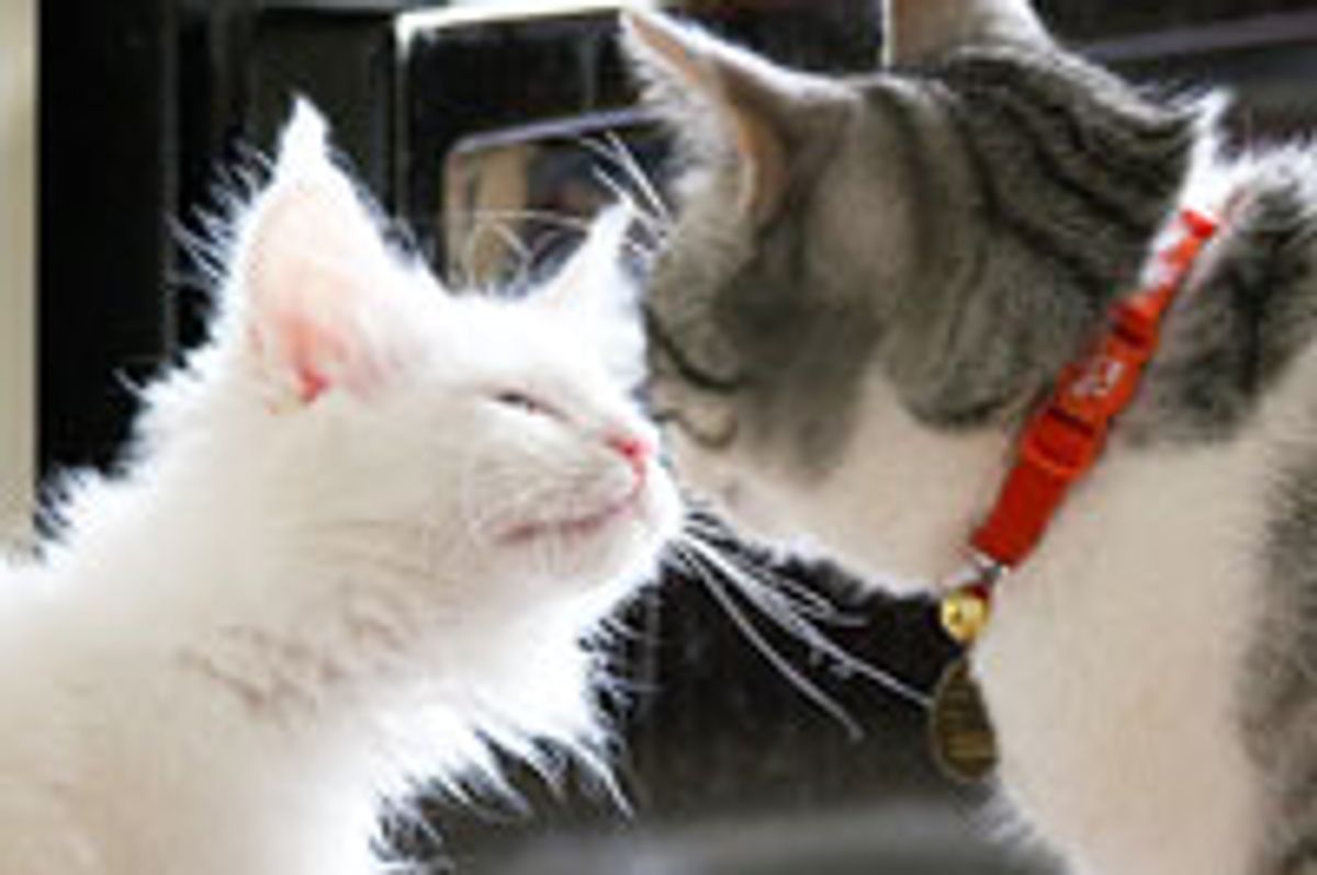 Two Kitties Found Each Other