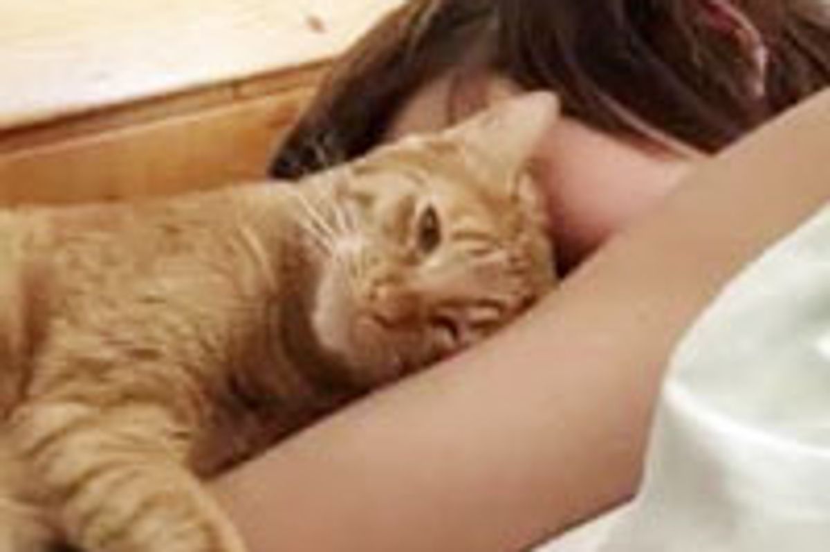 Purrfect Wake-up Call