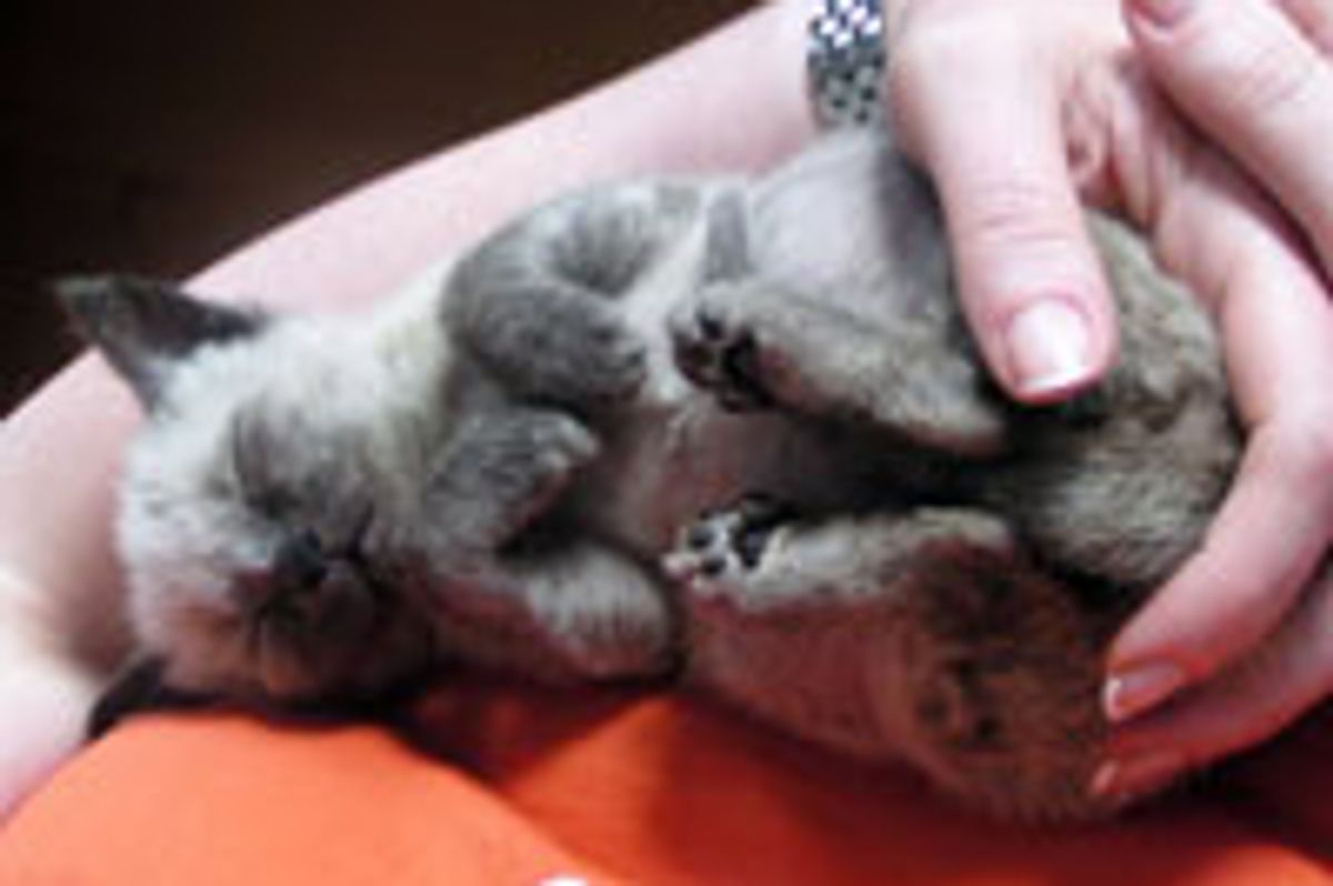 Kitty Cuddled in Happiness