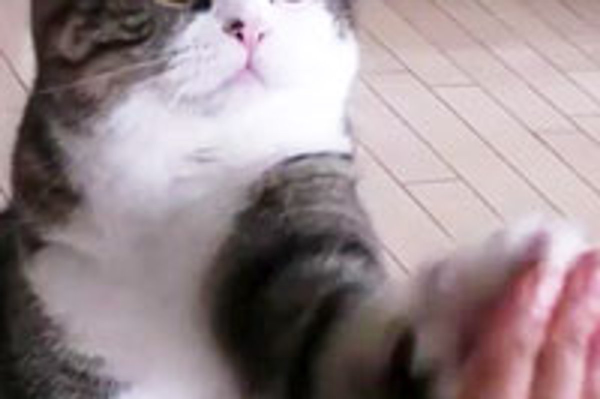 Maru Gives High-5