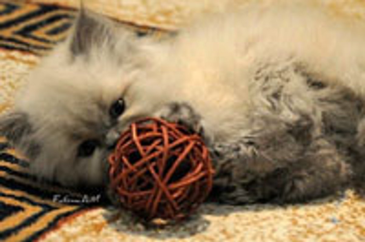 Ball of Fluffy Cute, Then and Now