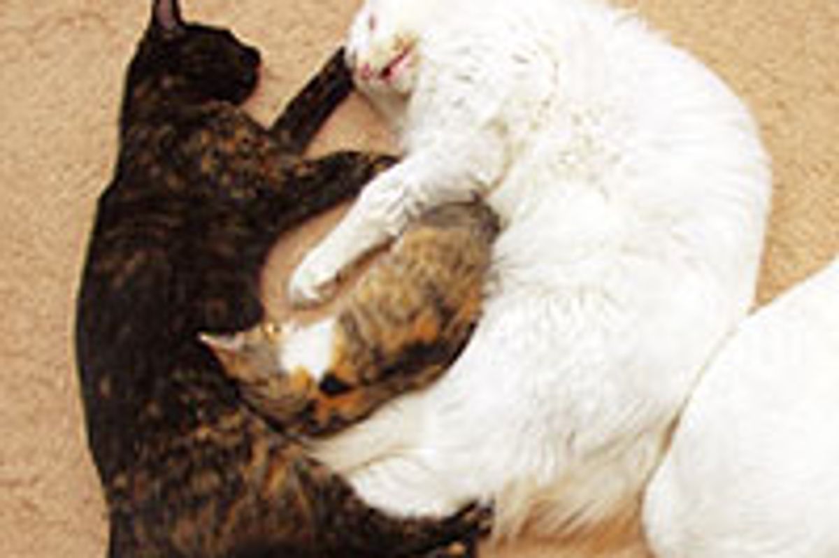 Tiny Calico Grows Bigger with Love and Cuddles