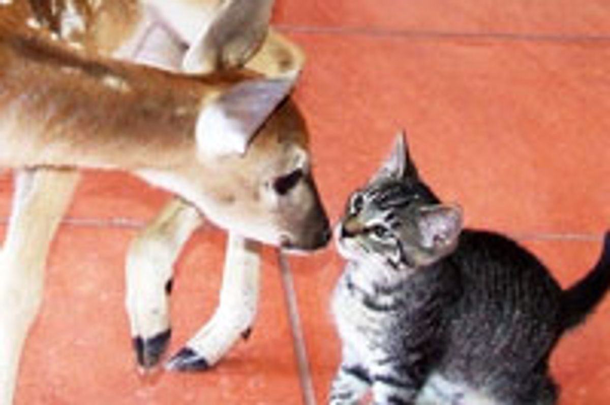 Kitty and Deer, Friendship Starts with a Kiss