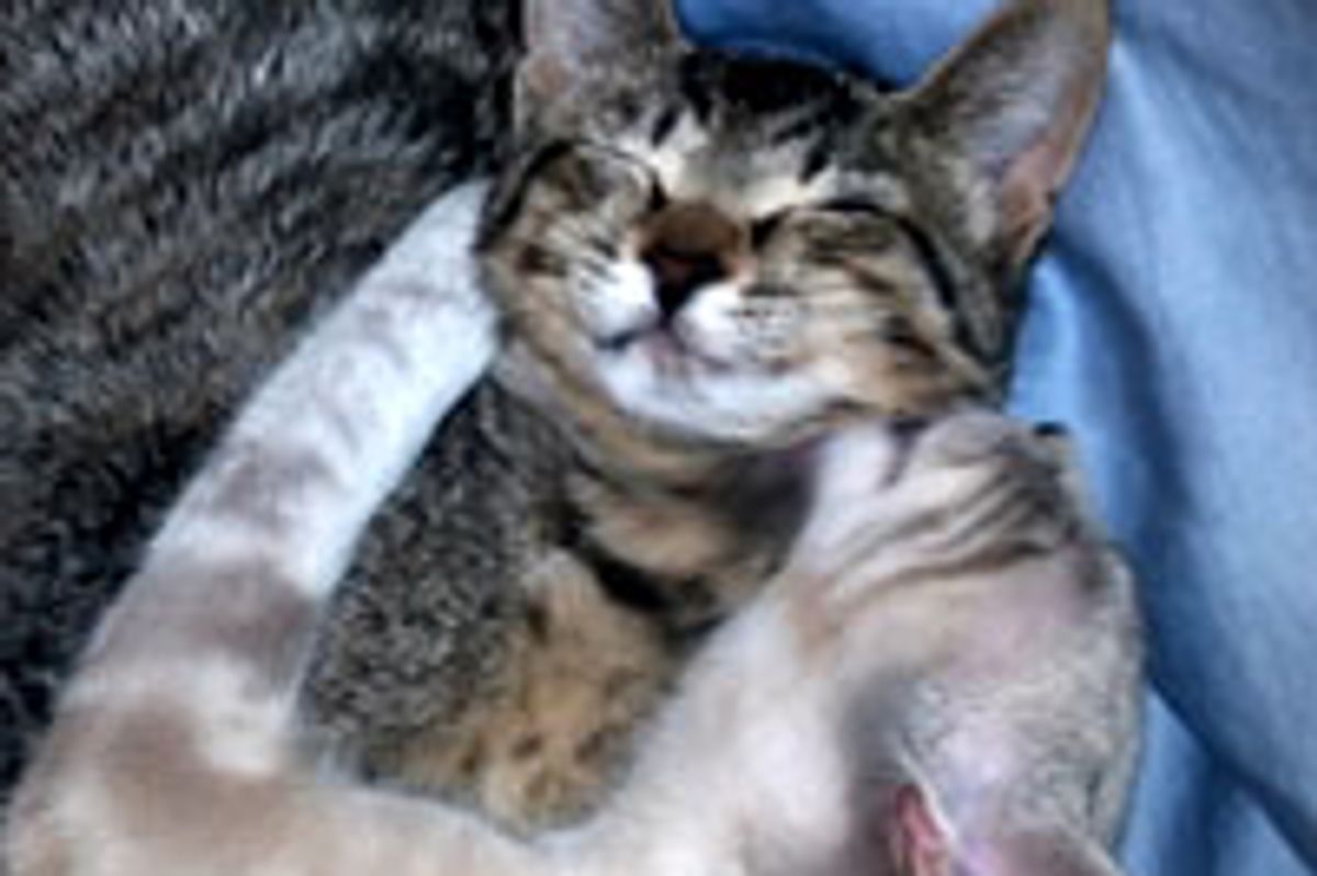 2 Inseparable Foster Kitties Found Home Together!