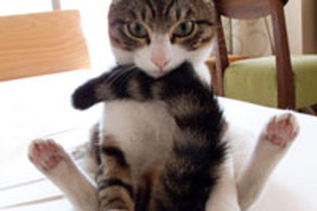 Funny Kitty Catches Tail