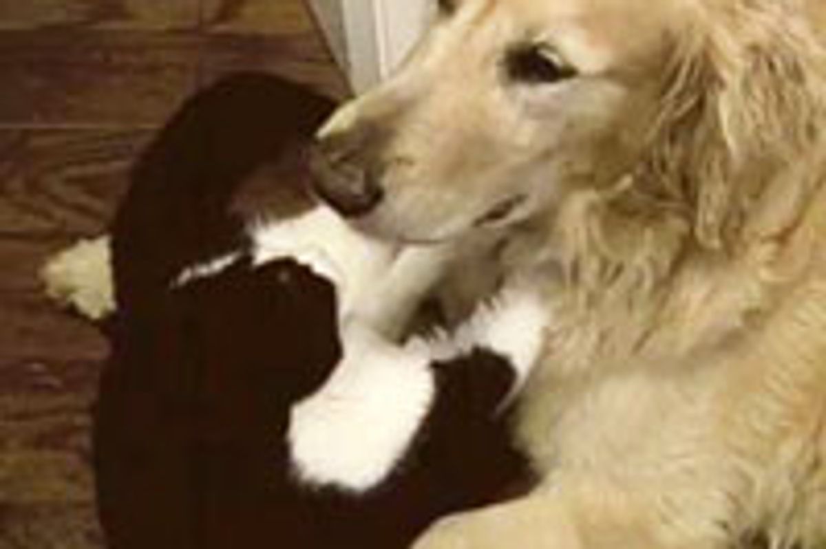 Kitty Gives Dog a Massage and Lots of Love