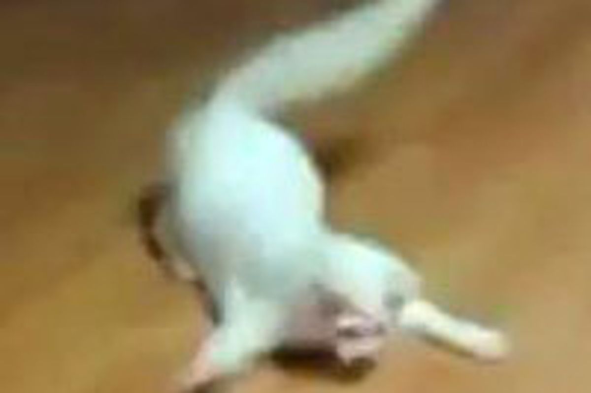 Crab Kitty vs Laser Pointer