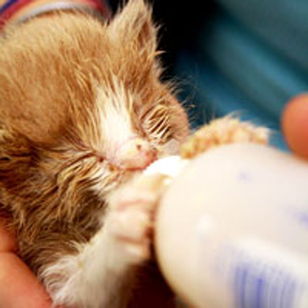 Ginger Rescue's First Bottle of Noms