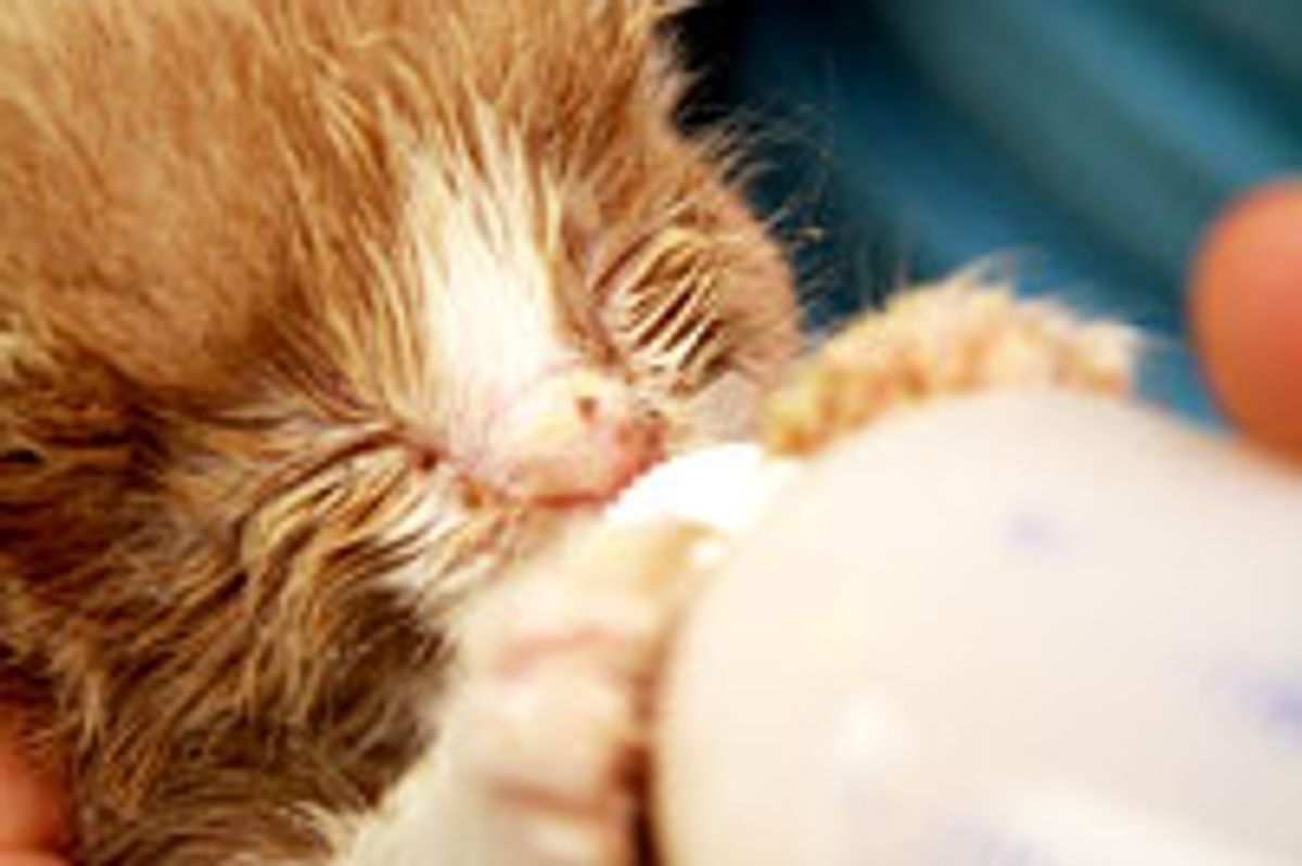 Ginger Rescue's First Bottle of Noms