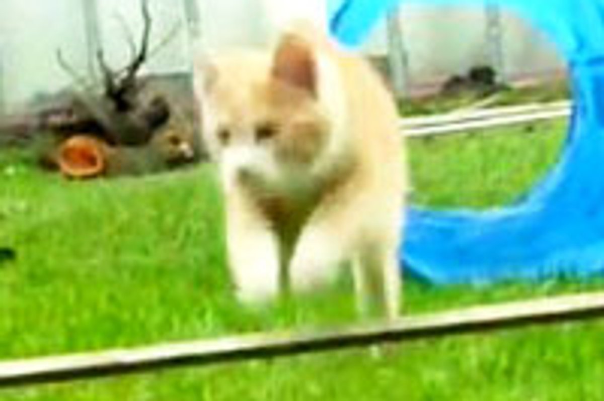 Incredibly Intelligent Kitty