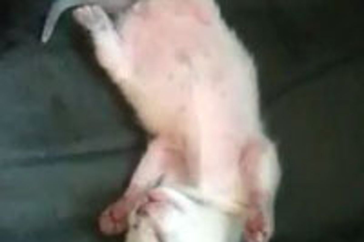 Cute Kitty Twitching Footsies, Having a Dream