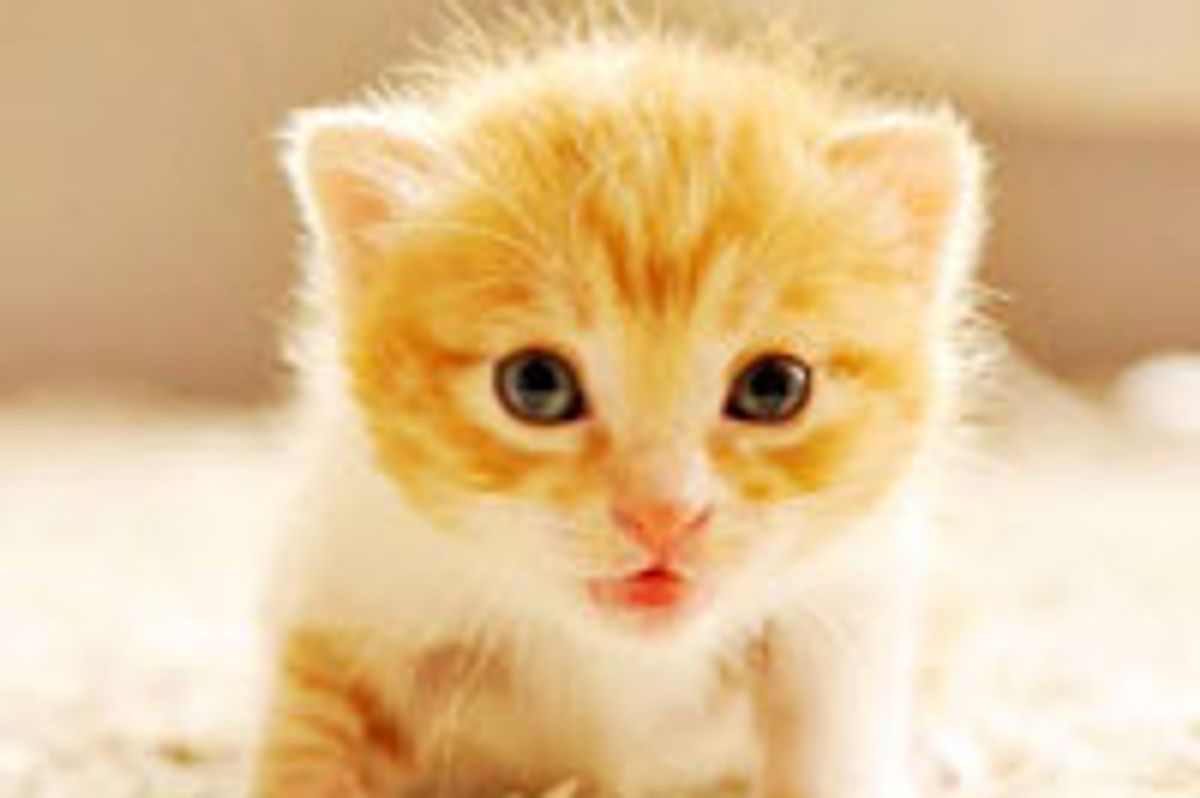 Little Ginger Strays into a Loving Home