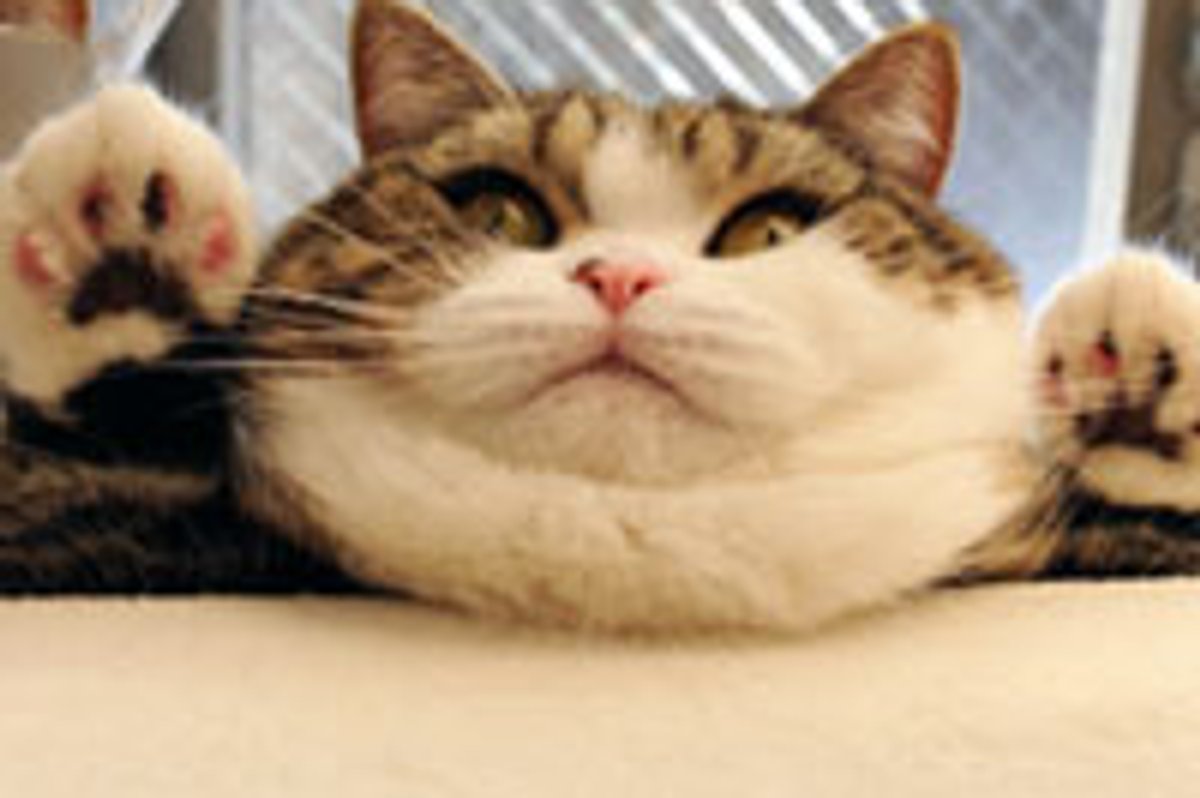 Maru Deluxe!
