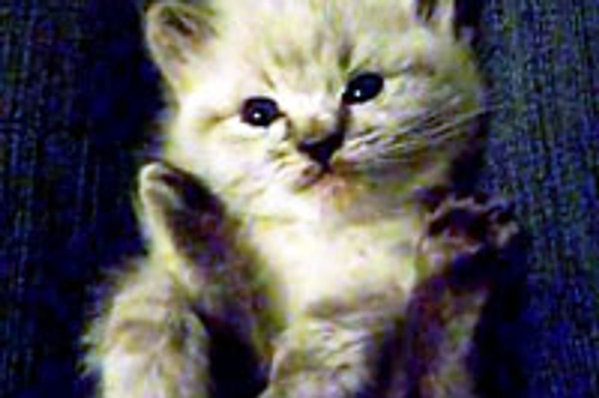 Irresistibly Cute Lap Kitty!