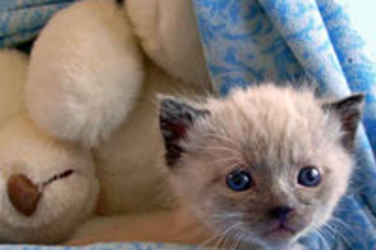 Tiny Orphan Kitty Found in a Bush Nuzzles with Teddy