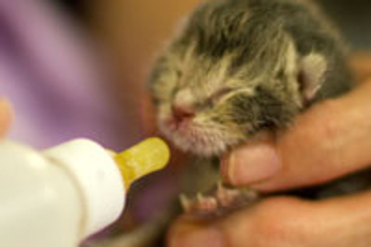 Teeny Tiny Bottle Kitty