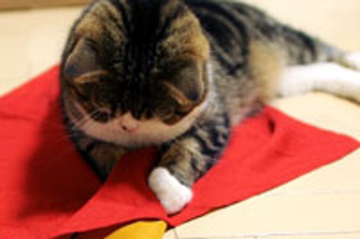 Maru Playing with Red 'Toy'