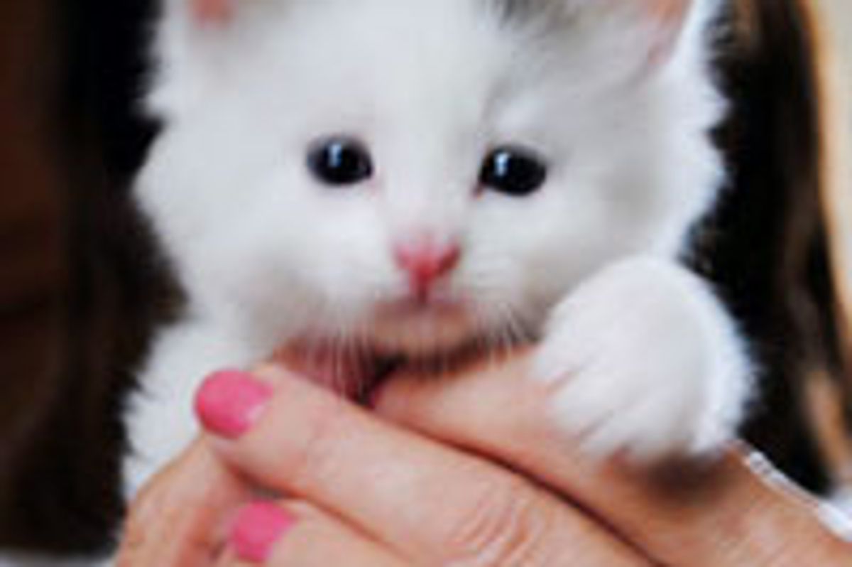 Fuzzy White Kitten Meows Her Way into Forever Home