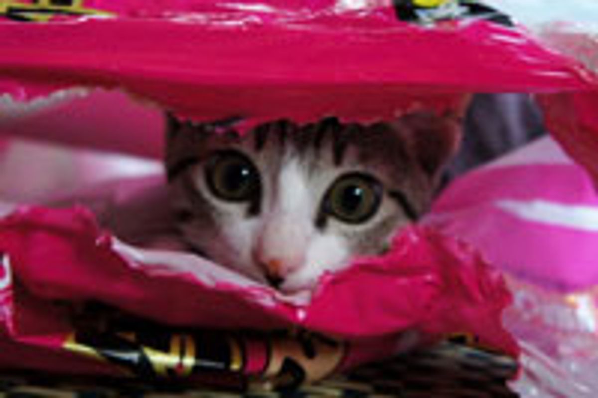 Kitty's Plastic Bag Frenzy