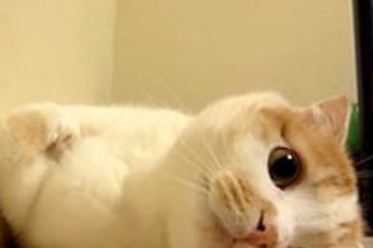 Pokke the Kitty Supervisor