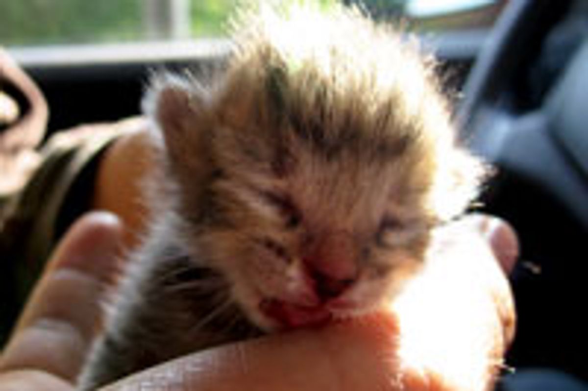 1 Day Old Rescue Kitten Found Happiness!
