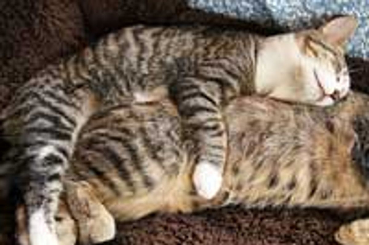 Cute Smiley Cuddly Foster Tabby