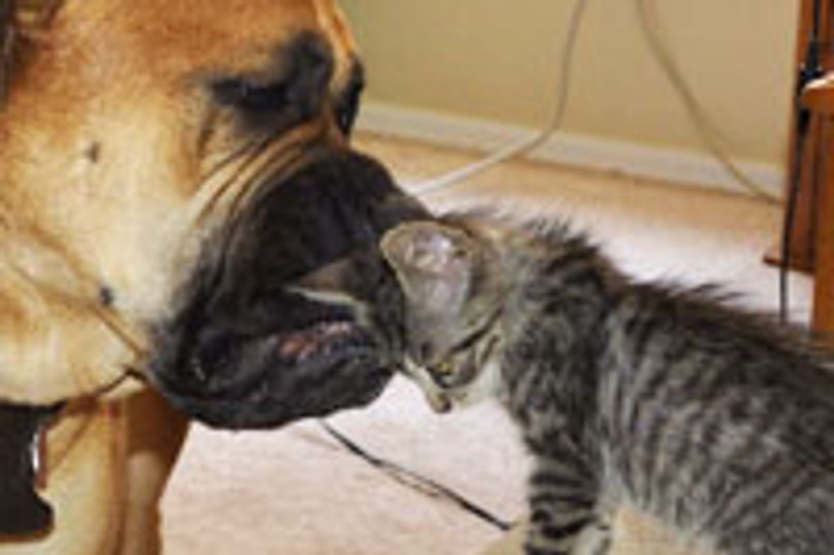 Stray Kitty Adopted by Loving Big Dog