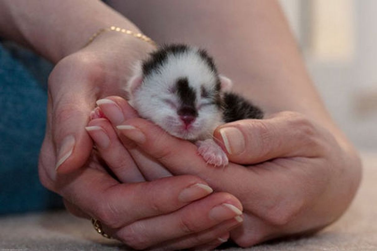 Teeny Rescue Cow Kitty, Bundle of Joy