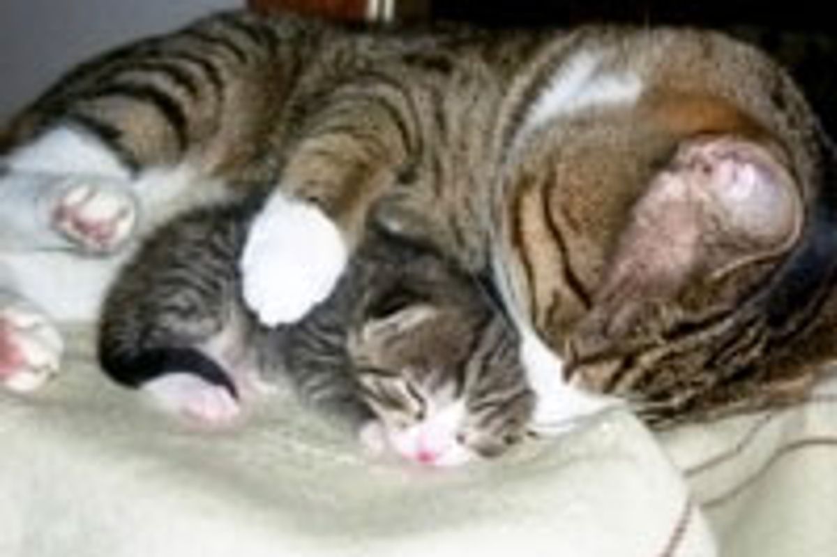 Father Cat Loves and Protects Little Ones