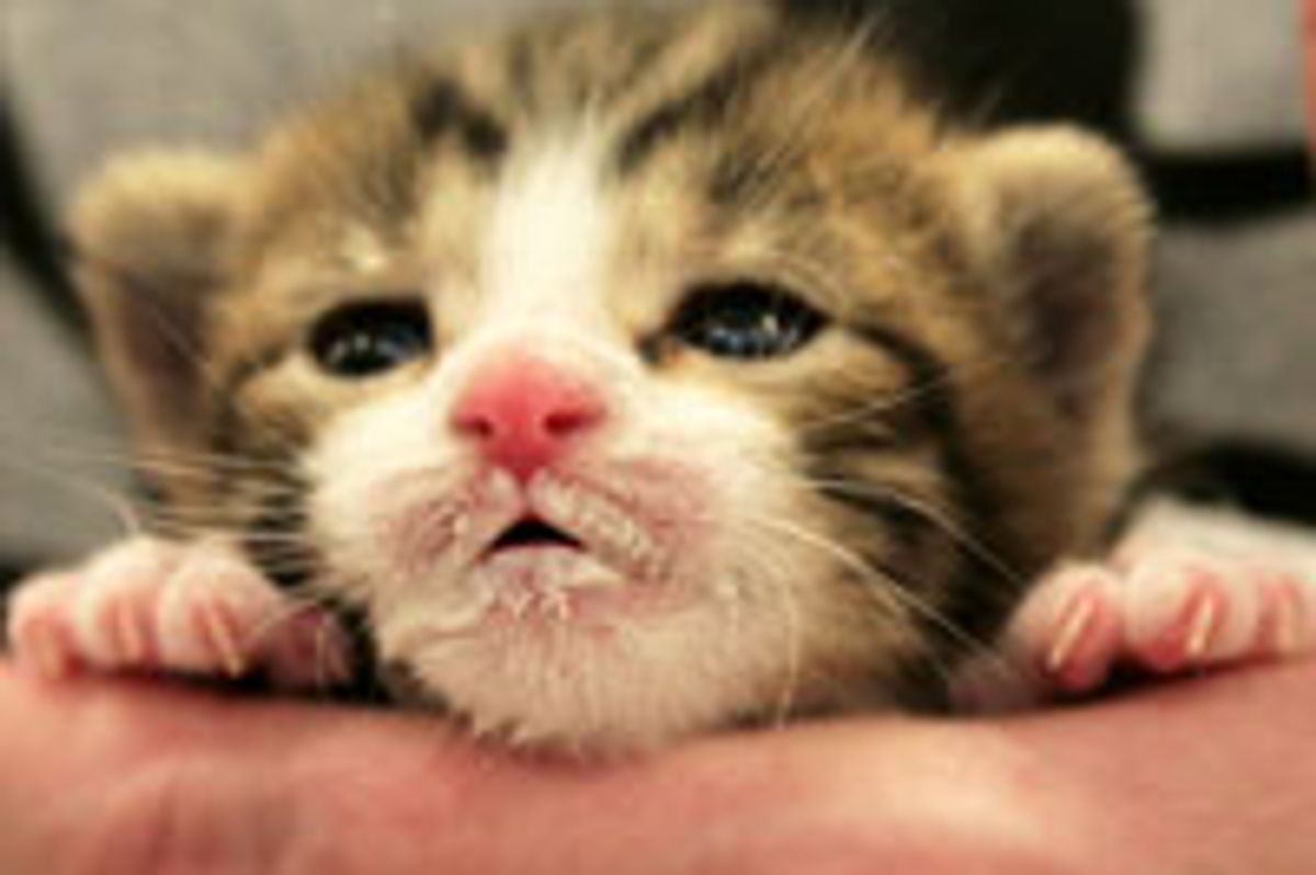 Bottle Feeding Teeny Orphan Kitten