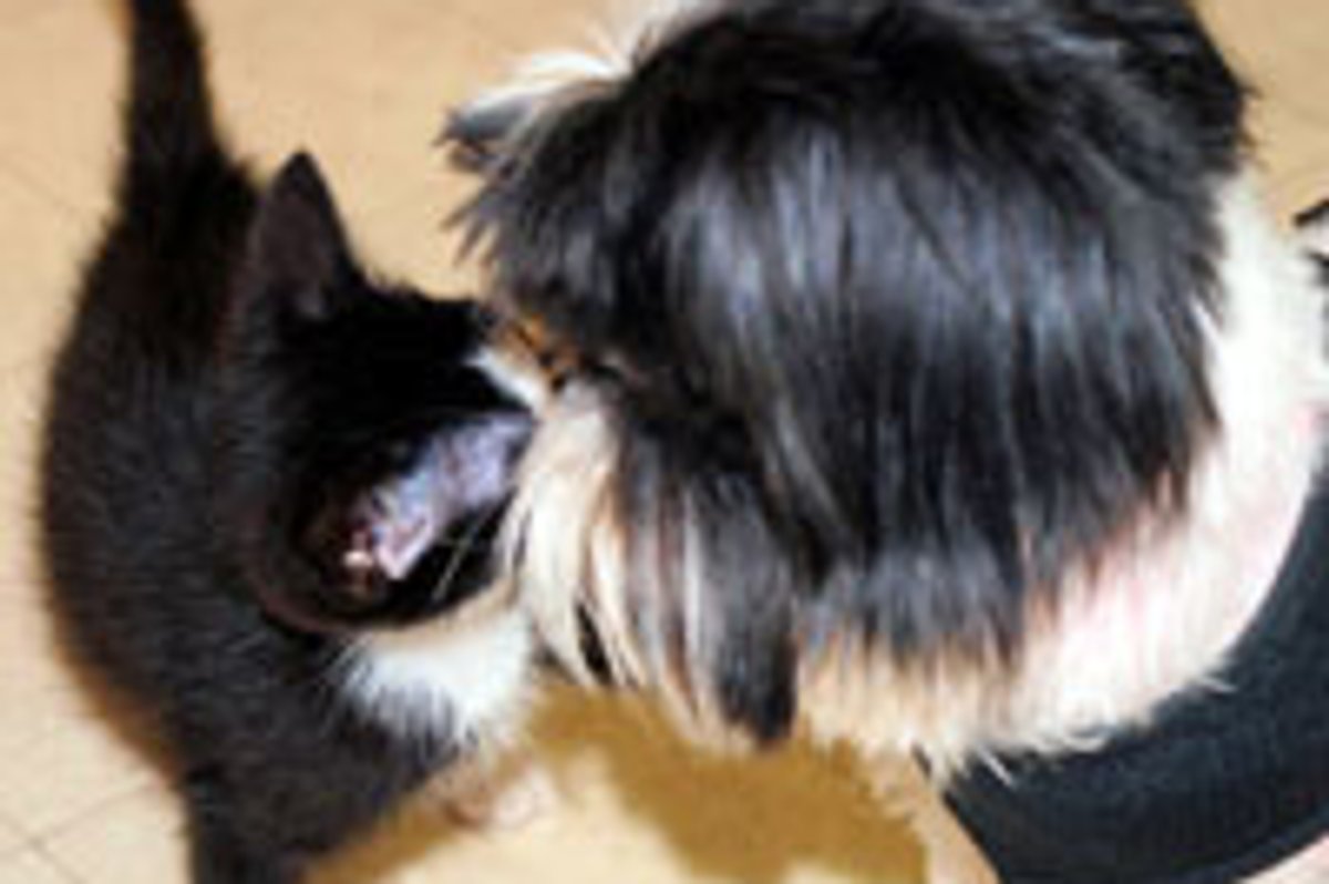 Dexter the Tuxedo Kitty Meets Dexter the Dog
